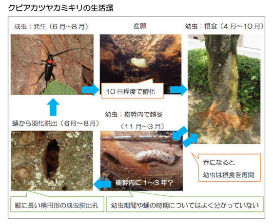 クビアカツヤカミキリとは 写真 生態は殺虫剤効かない対策に徳島県で１匹５００円で買い取る 見聞録